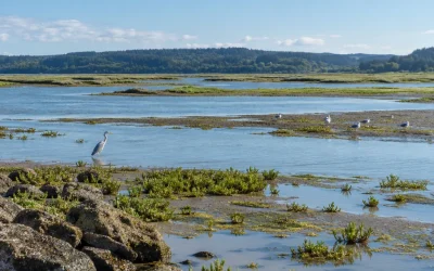 Abiotic and Biotic Factors in an Ecosystem Explained
