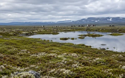 Arctic Tundra Biome: Life, Food Webs, and Change