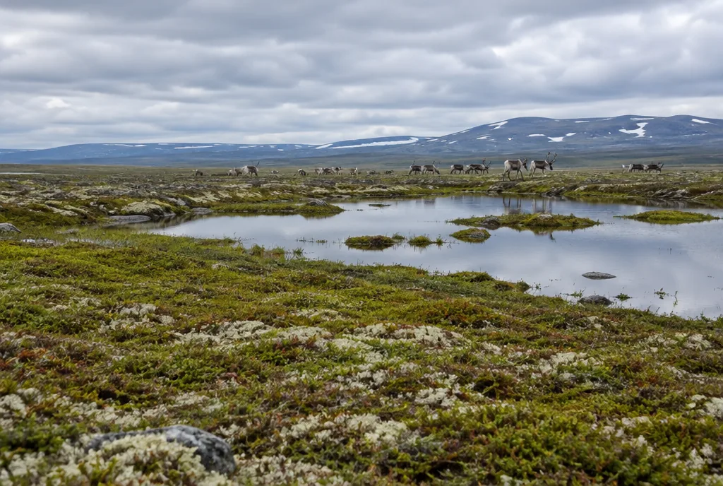 Arctic Tundra Biome: Life, Food Webs, and Change