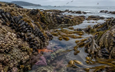 Community Ecology: How Species Shape Shared Worlds
