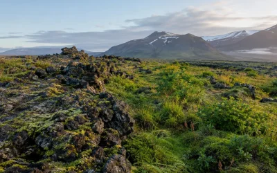 Ecological Succession: Primary and Secondary